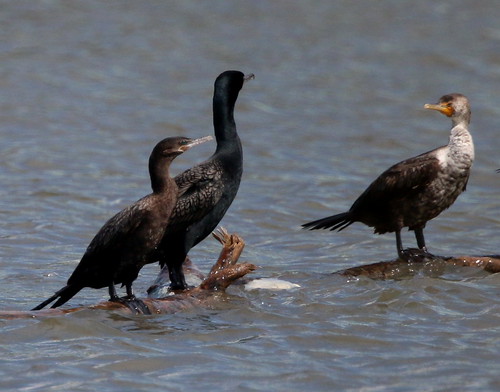 ohio aves cormorant neotropic ebird