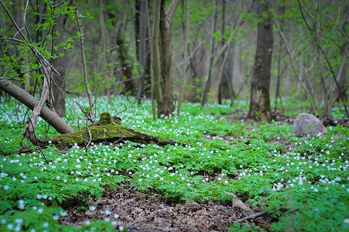 flowers trees nature forest spring tallinn estonia