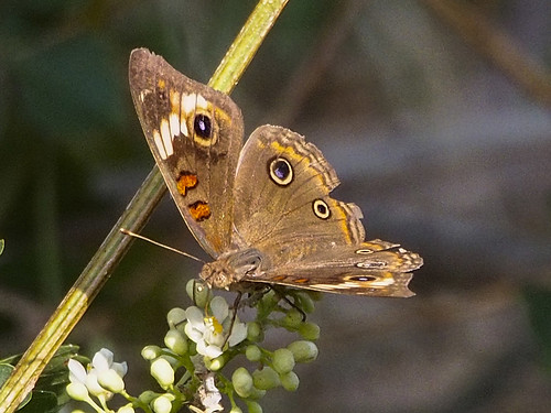 mexico butterflies chiapas tropicalbuckeyejunoniaevarte reservadelabiosferalasepultura