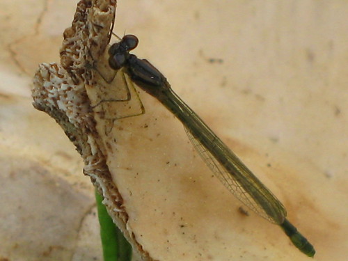insect damselfly odonata zygoptera