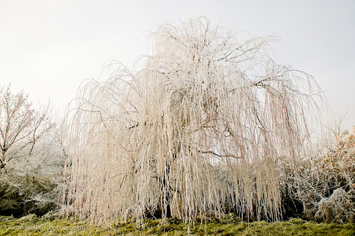 france bordeaux southwest leonreillyphotography frenchlandscape tree frost winter willow aquitaine gironde blaye lonetree winterlandscapes copyrightleonreilly mistytrees leonreilly thecoldneverbotheredmeanyway elsa letitgo canoneos saintandrony