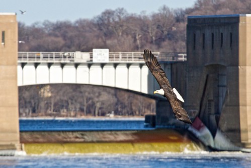 wild brown white nature water canon amazing fishing eagle outdoor hunting baldeagle diving iowa goose talon 7d mississippiriver powerful 2012 intensity quadcities swooping 100400 leclaire eaglefestival eaglewatching lockanddam14 dumpduck