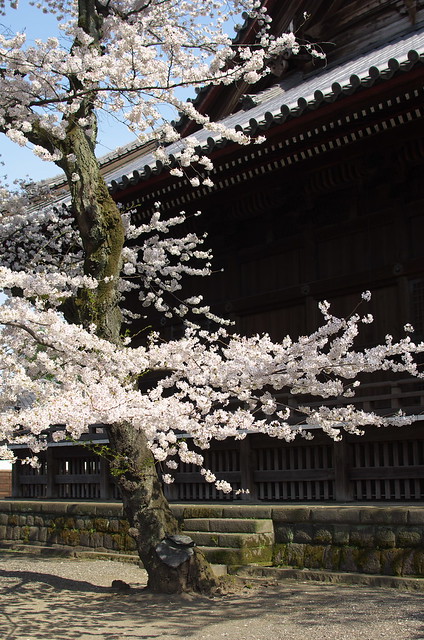 東京春景色 谷中上野お花見散歩 2014年4月1日