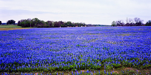 flower 120 mamiya film mediumformat texas bluebonnet wildflower filmscan texaswildflowers mamiya7ii austincounty