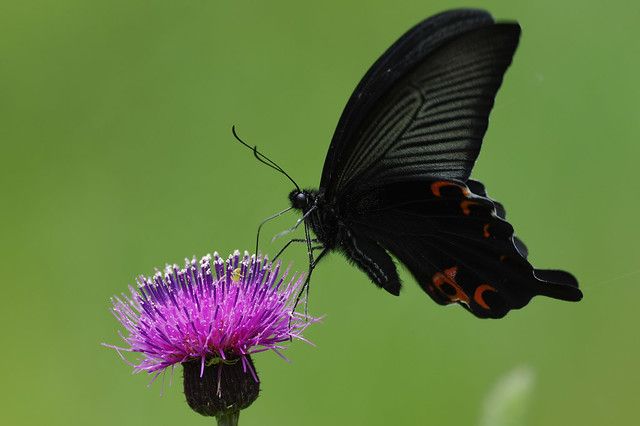 Papilio protenor