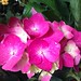 八仙花（Hydrangea）