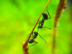 Black Ants Fighting taken using Samsung Galaxy S2 Camera + Macro Lens