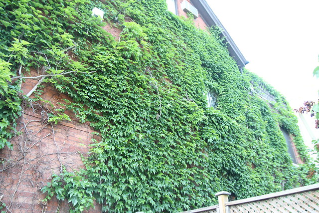 Ivy on side of building 2