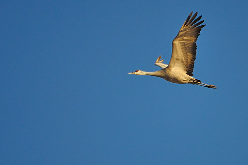 nature birds nikon nebraska crane sigma handheld migration 500mm sandhill d90 150500mm