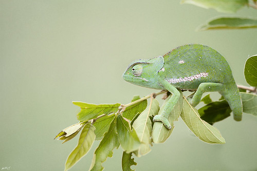 africa nature wildlife chameleon reptiles flapneckchameleon flapneck djumaprivategamereserve