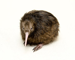 Apterygiformes
-Kiwi
