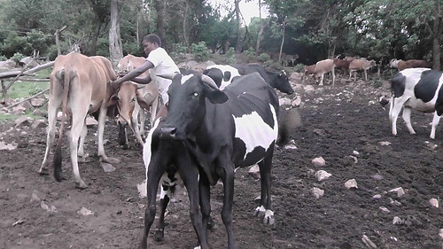 On average Loice milks thirteen cows a day