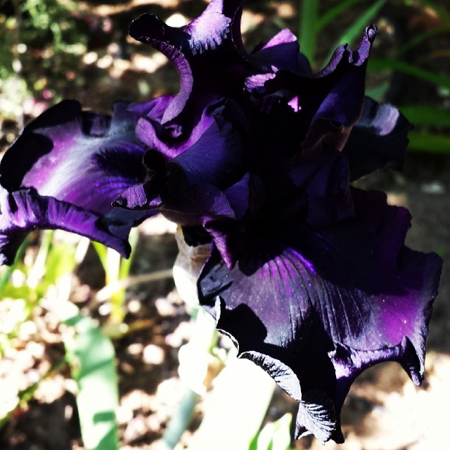 Iris #spring #flowers #gardening #iris #couleursdiris