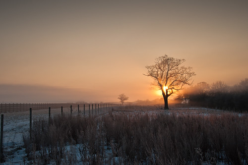 morning trees winter sun mist cold tree rural sunrise miltonkeynes behing
