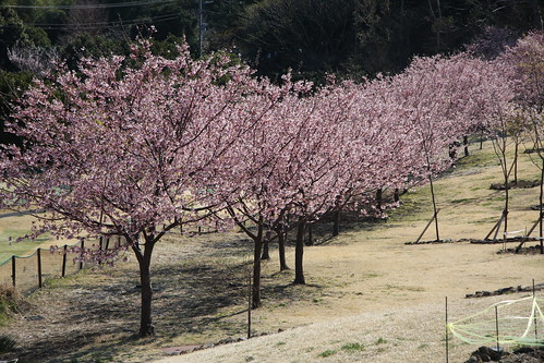 ぐらんぱる公園の城ヶ崎桜 (1)