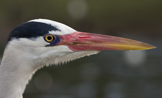 grey heron close up 4