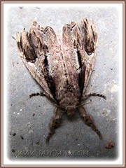3-day old female Olene mendosa (Brown Tussock Moth), released on Feb 14 2012