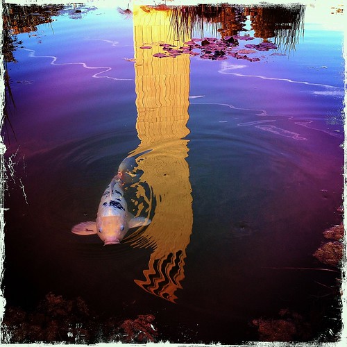 fish reflection koi pool water tower iphone4s iphoneography iphoneonly square blue red white ripple swim california santabarbara ucsb universityofcalifornia hipstamatic lucifervi kodotxgrizzled iphone storketower