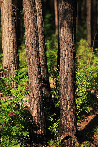 trees forest texas pines bark trunks np loblollypine samhoustonnationalforest coldsprings wyojones tarkingtonbayou