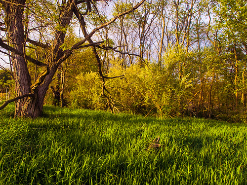 trees usa nature pen landscape geotagged outdoors landscapes spring seasons farm scenic meadow indiana olympus scene environment in noblecounty primelens davidcornwell olympuspenepl2 olympusmzuiko12mmf20