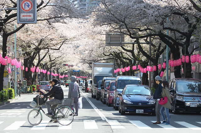 東京路地裏散歩 新井薬師前の桜 2014年4月5日