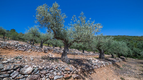 trees españa field landscape spain arboles grove olive paisaje campo 4k olivar ultrahd