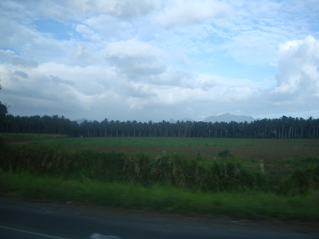 Coconut plantation- ohmybuhay