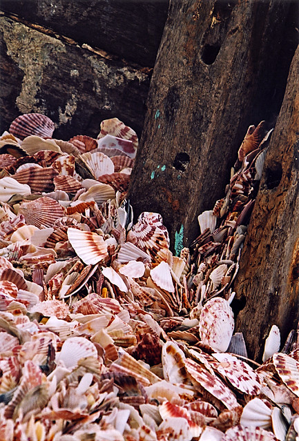 Mui Ne scallop shells piled up in a boat wreck