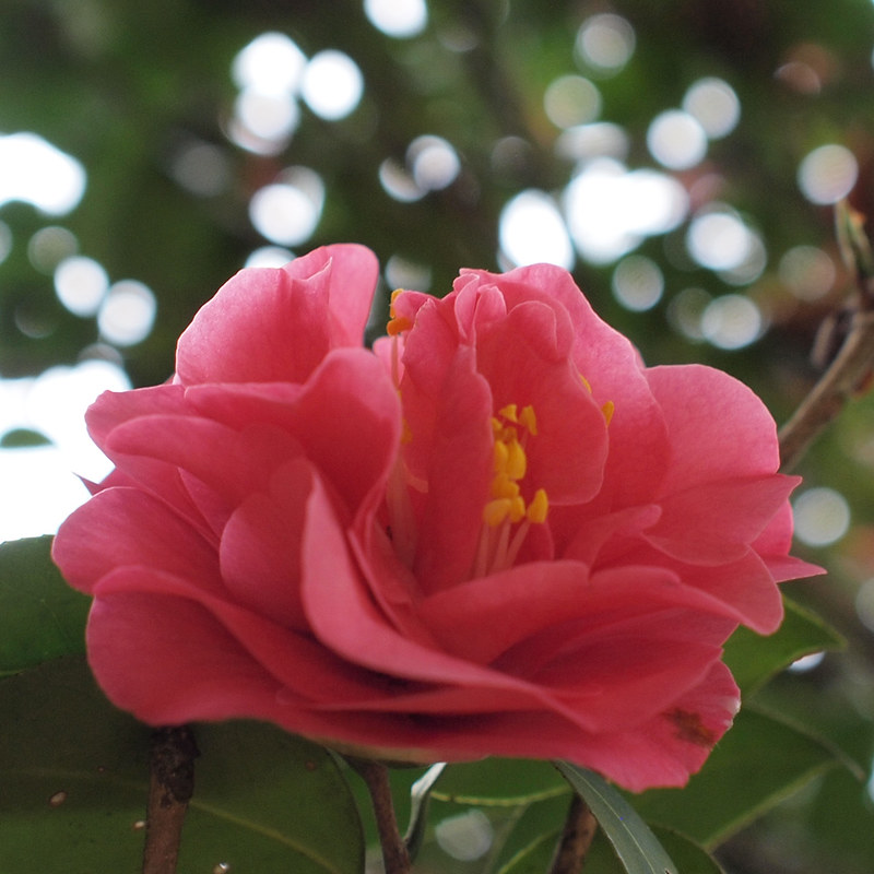 Foto: Camellia 'Debbie'