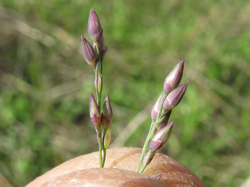 grass panic poaceae var introduced panicum coloratum bambatsi makarikariense
