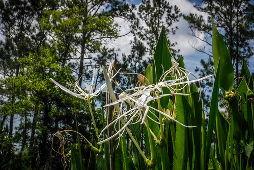 Spider Lilies on the New River-005