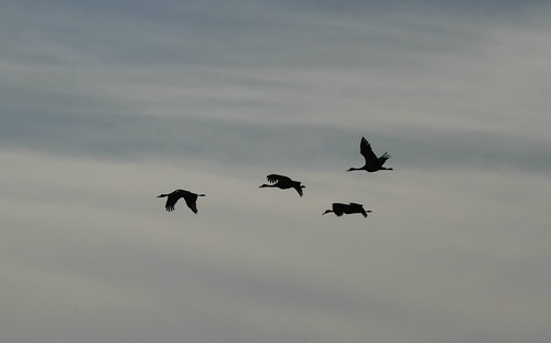 sunrise canon nebraska cranes migration sandhillcranes platteriver