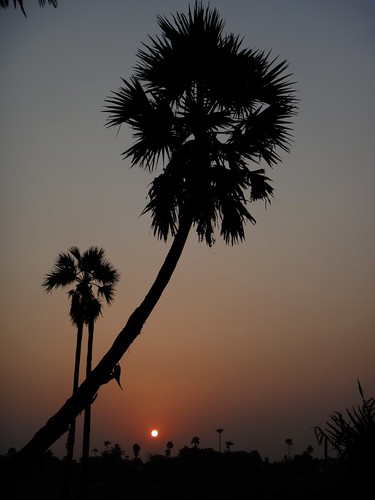 india tree silhouette sunrise dawn coconut getty hyderabad