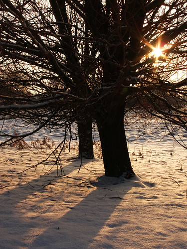 morning winter light shadow snow tree film ice nature sunrise landscape fuji wildlife lincolnshire finepix billy fujifilm february clapham s200 exr utterby s200exr