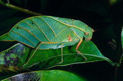 Leaf Katydid (Phylloptera sp.)