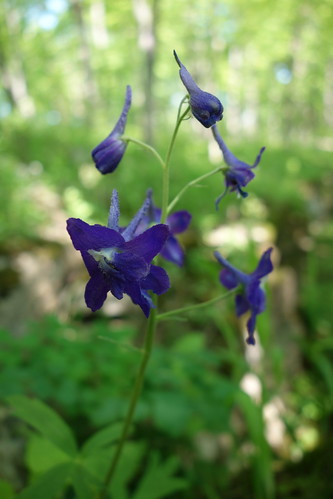 statepark blue flower purple indiana wildflower delphinium larkspur mccormickscreek dwarflarkspur delphiniumtricorne