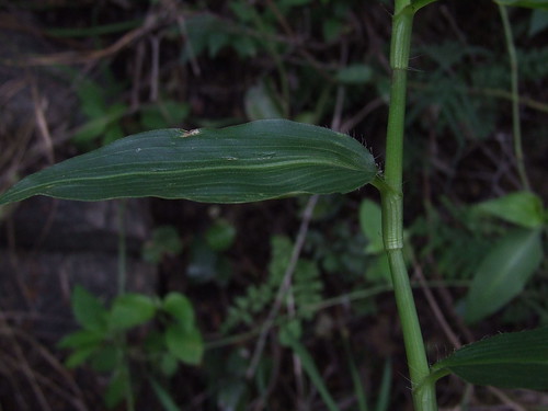 Aneilema indehiscens ssp. lilacinum 6874209517_1c631fcd34