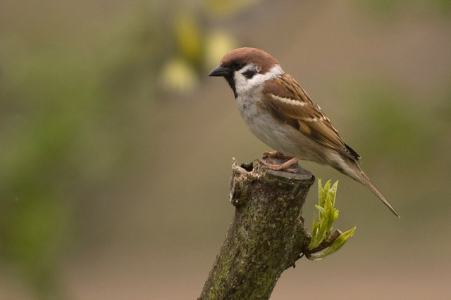 Tree Sparrow 23