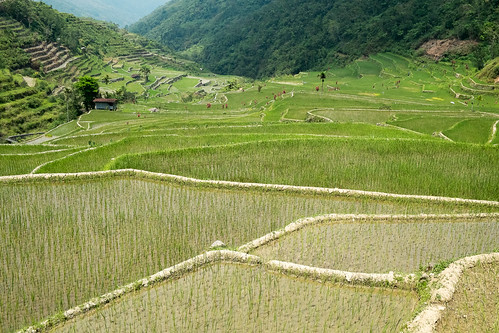 rice philippines ifugao riceterrace hungduan