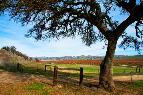 california winter tree fence landscape vineyard dry agriculture karith distanthills waitingforgreen jolonroad springisrightaroundthecorner touchesofgreen tpslandscape