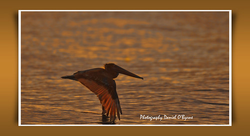 birds silhouette blind florida daniel pass 2012 obyrne