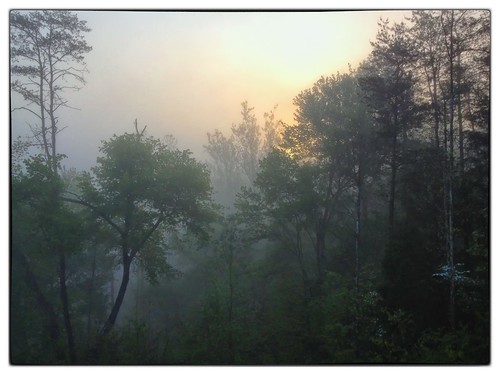 morning trees fog landscape aperture nik iphone