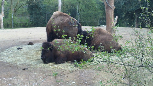 Buffalo, Basel Zoo