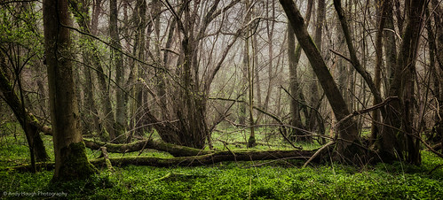 new wood trees england green overgrown unitedkingdom sony growth a77 undergrowth littlewittenham sonyalpha andyhough earthtrust slta77 littlewittenhamwood andyhoughphotography