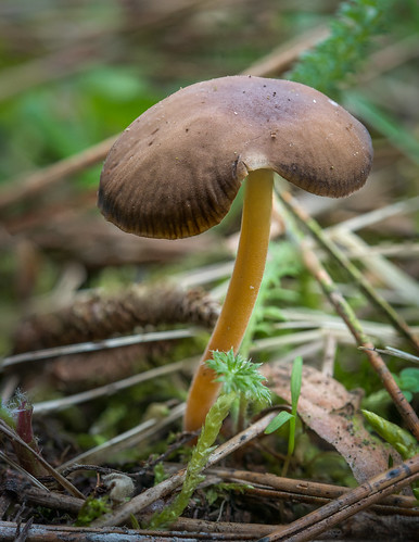 france macro photographie fungi vienne champignon poitoucharentes châtellerault mycota mycètes