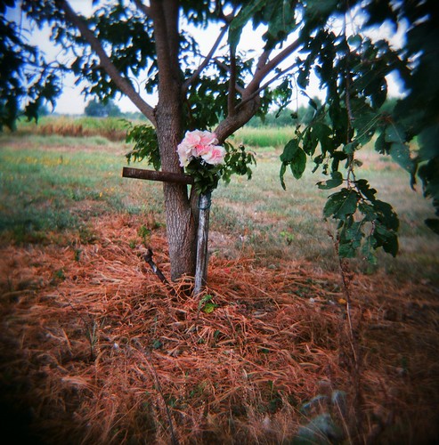 summer cemeteries tree 120 film grave analog mediumformat square lomo cross south pipes lofi july southern pinkflowers holga120cfn roadtrip2011 lomographycolornegative120film800 mcdonaldarkansas mcdonaldcemetery