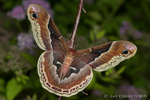 ohio female moth uniontown promethea silkmoth falseeyes photographerjaycossey satuniid