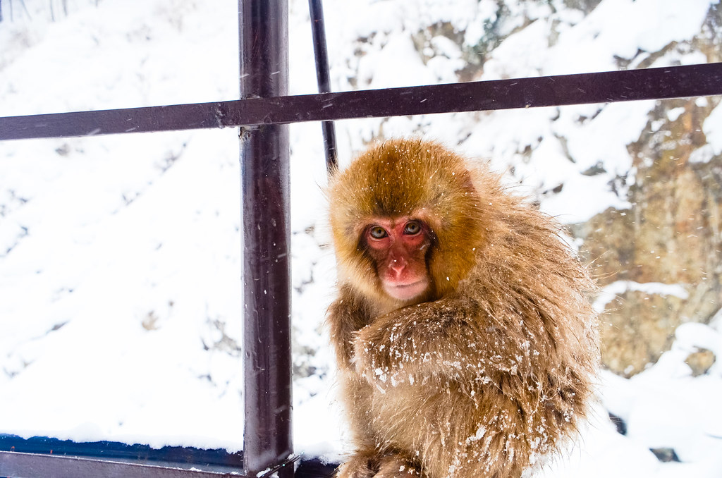 Jigokudani Monkey  Park , Nagano, Japan