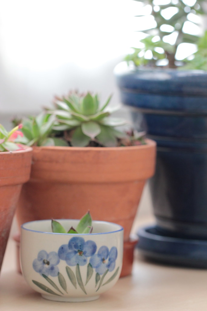 my little indoor pots