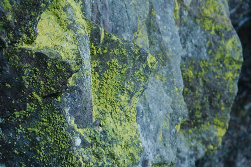 nature rock moss